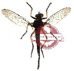Diptera sp. 7 (SPREAD)
