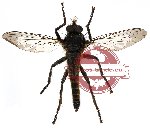 Diptera sp. 8 (SPREAD)