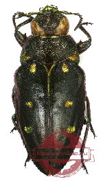 Chrysobothris cavifrons (A-)