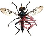 Diptera sp. 10 (SPREAD)