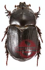 Papuana woodlarkiana ssp. laevipennis (A2)