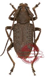 Trachystola granulata