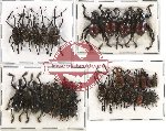 Scientific lot no. 183 Curculionidae (32 pcs A, A-, A2)