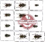 Scientific lot no. 138 Carabidae (Catascopus spp.) (12 pcs - 1 pc A2)