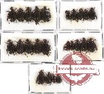 Hybosorinae sc. lot no. 28 (24 pcs A-, A2)