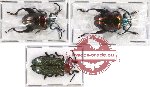 Scientific lot no. 158 Chrysomelidae (3 pcs)