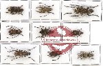 Scientific lot no. 33 Anthribidae (9 pcs -  pcs A2)