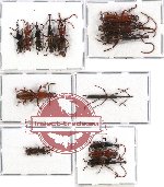 Scientific lot no. 30 Brenthidae (14 pcs A-, A2)