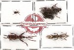 Scientific lot no. 32 Brenthidae (6 pcs)