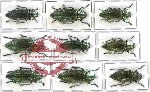 Scientific lot no. 33 Buprestidae (Chrysodema jansoni) (9 pcs A-, A2)