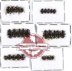 Scientific lot no. 128 Tenebrionidae (30 pcs)