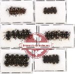 Scientific lot no. 129 Tenebrionidae (34 pcs)