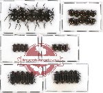 Scientific lot no. 131 Tenebrionidae (32 pcs)