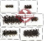 Scientific lot no. 132 Tenebrionidae (26 pcs)