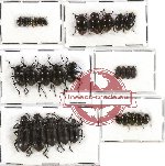 Scientific lot no. 137 Tenebrionidae (30 pcs A-, A2)