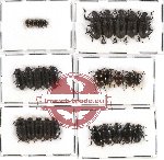 Scientific lot no. 133 Tenebrionidae (30 pcs)