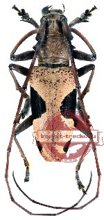 Epepeotes lateralis Guérin-Méneville, 1831 (A2)