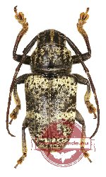 Choeromorpha sulphurea (A-)