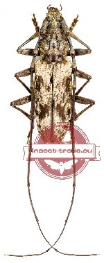 Aeolesthes sp. 3