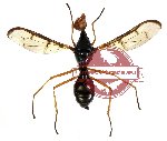 Diptera sp. 17 (SPREAD)
