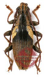 Tmesisternus humeralis