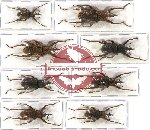 Scientific lot no. 184 Curculionidae (8 pcs)