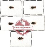 Scientific lot no. 144 Carabidae (5 pcs - 2 pcs A2)