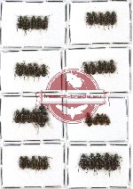 Scientific lot no. 141 Carabidae (39 pcs - 5 pcs A2)