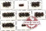 Scientific lot no. 13 Endomychidae (29 pcs)