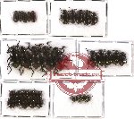 Scientific lot no. 134 Tenebrionidae (35 pcs)