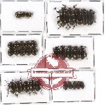 Scientific lot no. 130 Tenebrionidae (35 pcs)