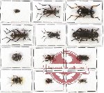 Scientific lot no. 141 Tenebrionidae (12 pcs - 2 pcs A2)