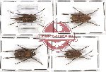 Scientific lot no. 11 Orthoptera (4 pcs - 2 pcs A2)