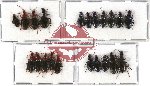 Scientific lot no. 134 Carabidae (21 pcs A-, A2)