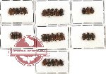 Scientific lot no. 17 Nitidulidae (29 pcs)