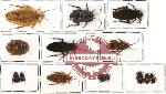 Scientific lot no. 9 Blattodea (13 pcs A-, A2)