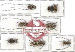 Scientific lot no. 32 Anthribidae (7 pcs)