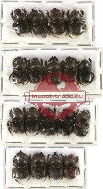 Scientific lot no. 231A Coprophaga (18 pcs)