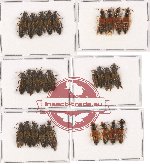 Scientific lot no. 61 Staphylinidae (27 pcs)