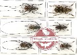 Scientific lot no. 34 Anthribidae (6 pcs)