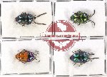 Scientific lot no. 144 Heteroptera (Scutellarinae) (4 pcs - 2 pcs A2)