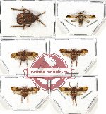 Scientific lot no. 16 Homoptera (6 pcs A, A-, A2)