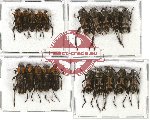 Scientific lot no. 61 Cerambycidae (Xylotrechus variicollis) (20 pcs A-, A2)