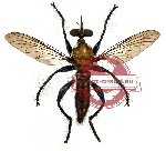 Diptera sp. 20 (SPREAD)