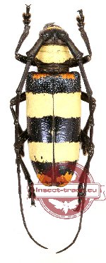 Nemophas tricolor