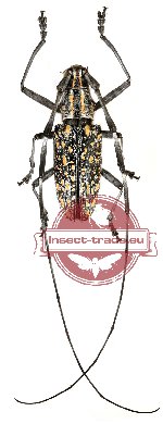 Hotarionomus blattoides