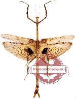 Oestomantis baccilaris