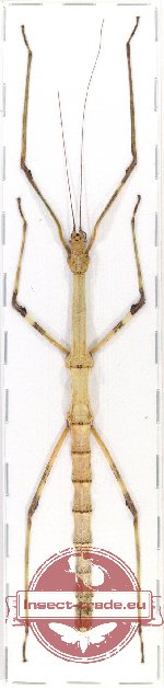 Phasmidae sp. 50 (A-) (Myronides cristulatus)