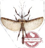 Extatosoma popa