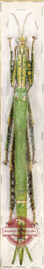 Eurycnema nigrospinosa (unspread)